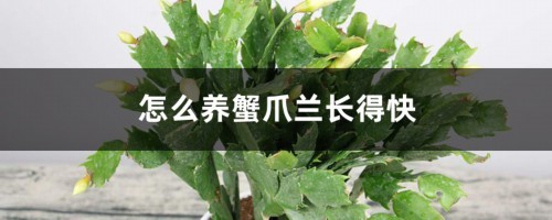 怎么养蟹爪兰长得快