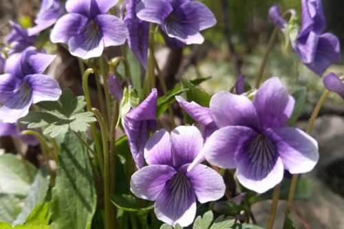 紫花地丁