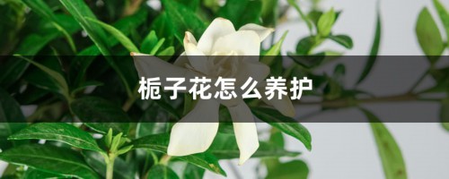 栀子花怎么养护