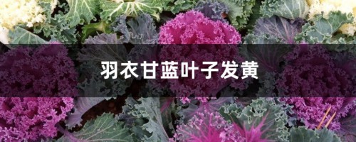 羽衣甘蓝黄叶的原因和处理办法