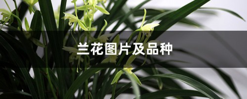 兰花图片及品种