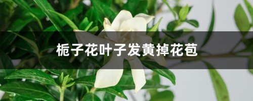 栀子花叶子发黄掉花苞的原因