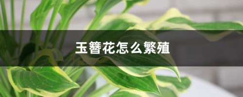 玉簪花怎么繁殖