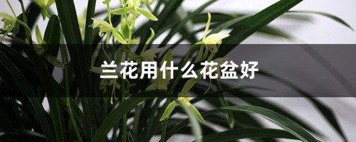 兰花用什么花盆好