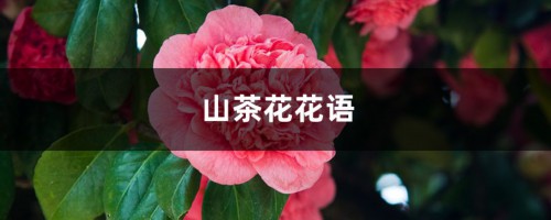 山茶花的花语和寓意