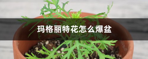 玛格丽特花怎么爆盆