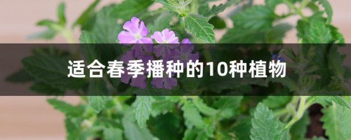 适合春季播种的10种植物