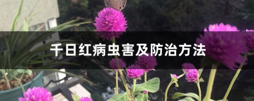 千日红病虫害及防治方法