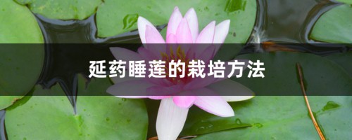 延药睡莲的栽培方法