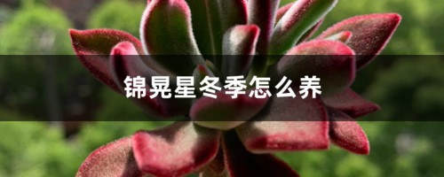 锦晃星冬季怎么养