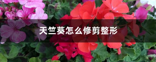 天竺葵怎么修剪整形